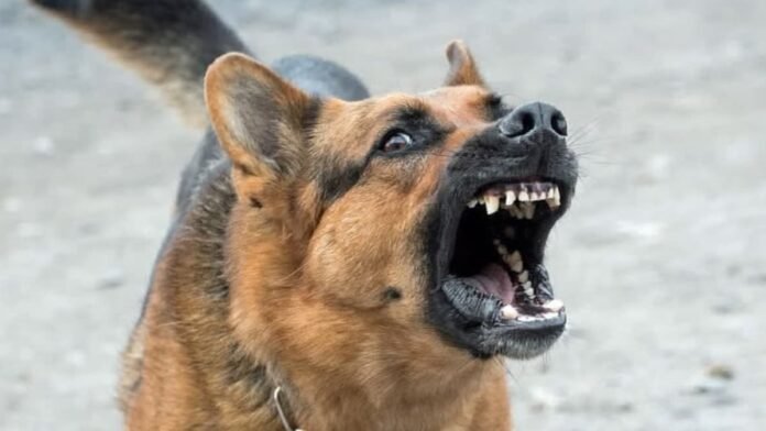 Jinnah Hospital Karachi reports suspected rabies case in 27-year-old woman