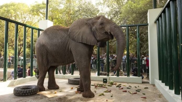 Madhubala, an elephant at Karachi Safari Park, standing independently during her ongoing medical recovery and veterinary care.