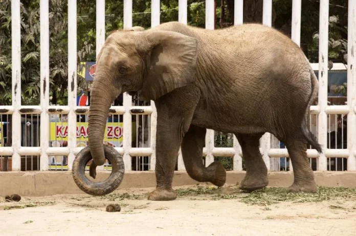 Madhubala elephant receiving medical care at Karachi Safari Park during TB treatment